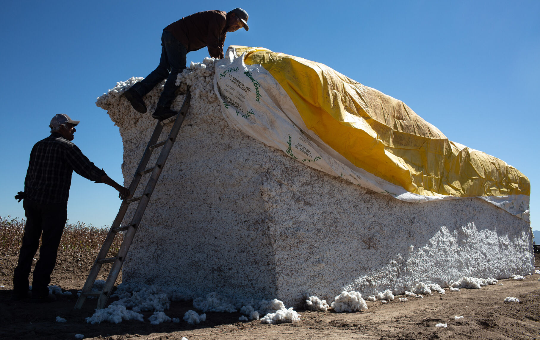 Cotton Harvest